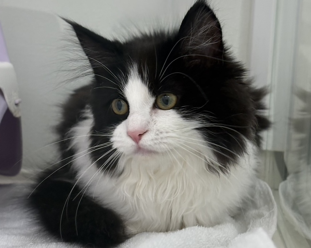 千葉県のノルウェージャンフォレストキャット (かねだい千葉店/2025年7月27日生まれ/女の子/ブラックホワイト)の子猫の1枚目の画像