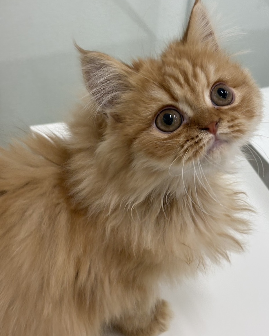 千葉県のミヌエット (かねだい千葉店/2025年7月27日生まれ/男の子/レッドタビー)の子猫の1枚目の画像