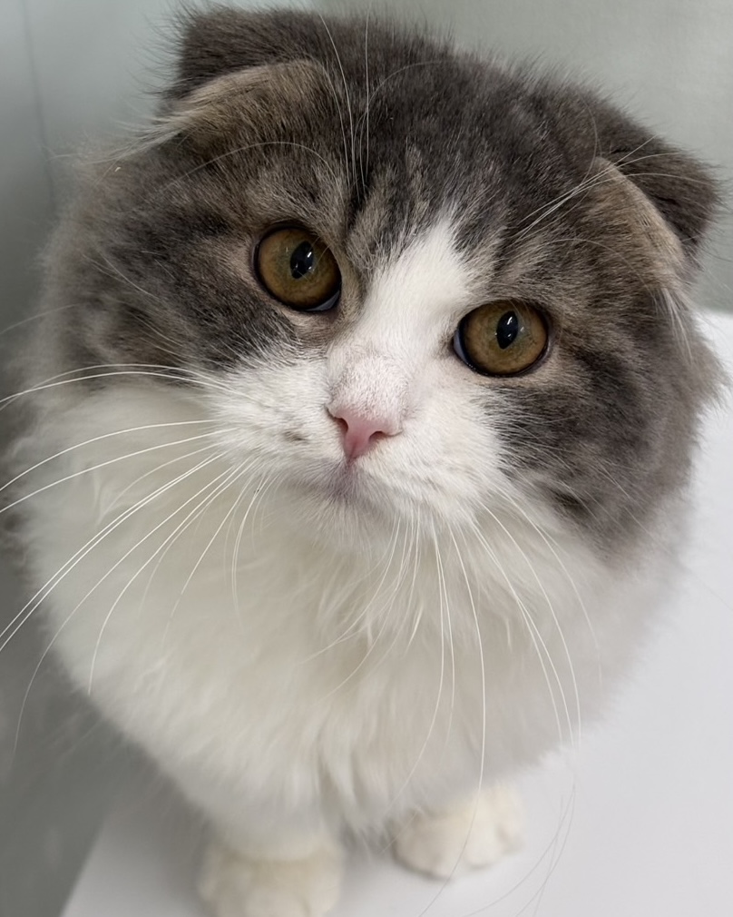 千葉県のスコティッシュフォールド (かねだい千葉店/2025年8月16日生まれ/男の子/ブルータビーホワイト)の子猫の1枚目の画像
