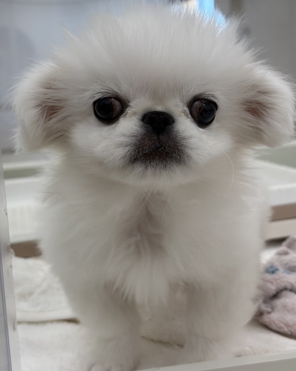 千葉県のペキニーズ (かねだい千葉店/2025年9月13日生まれ/男の子/ホワイト)の子犬の1枚目の画像