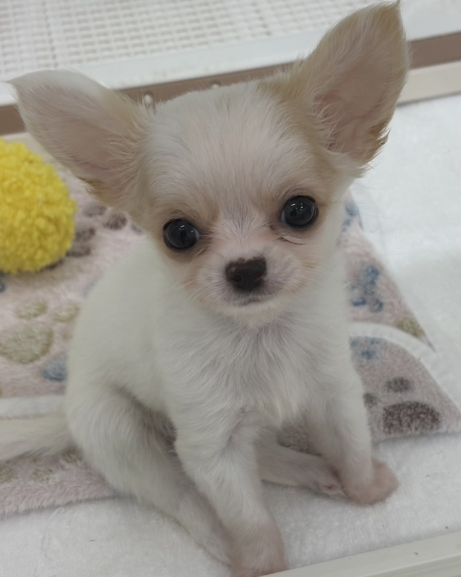千葉県のチワワ(ロング) (かねだい千葉店/2025年9月27日生まれ/男の子/クリームホワイト)の子犬の1枚目の画像