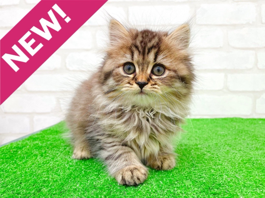 東京都のスコティッシュフォールド (かねだい立川店/2025年10月12日生まれ/男の子/ブラウンタビー)の子猫の1枚目の画像