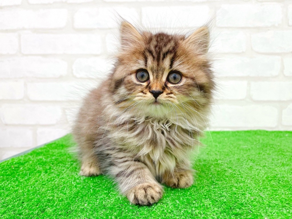 東京都のスコティッシュフォールド (かねだい立川店/2025年10月12日生まれ/男の子/ブラウンタビー)の子猫の2枚目の画像