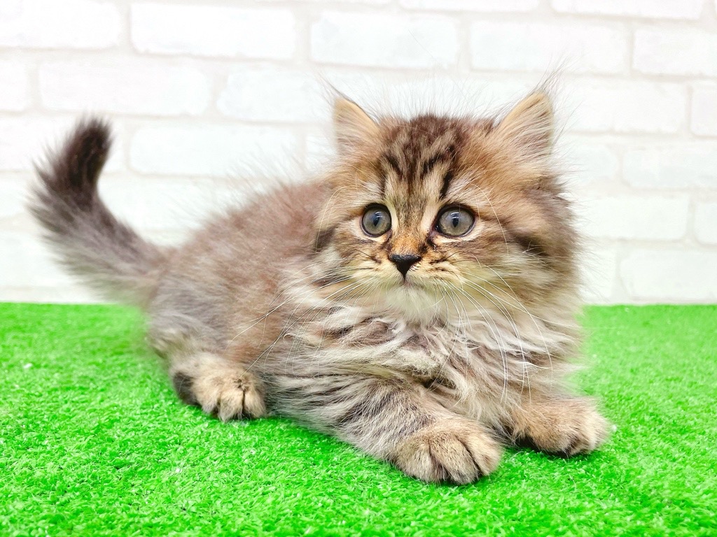 東京都のスコティッシュフォールド (かねだい立川店/2025年10月12日生まれ/男の子/ブラウンタビー)の子猫の3枚目の画像