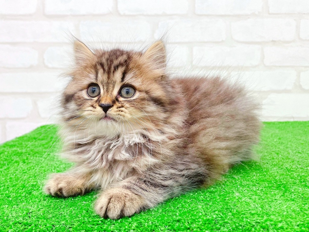 東京都のスコティッシュフォールド (かねだい立川店/2025年10月12日生まれ/男の子/ブラウンタビー)の子猫の4枚目の画像