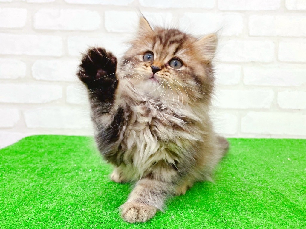 東京都のスコティッシュフォールド (かねだい立川店/2025年10月12日生まれ/男の子/ブラウンタビー)の子猫の4枚目の画像