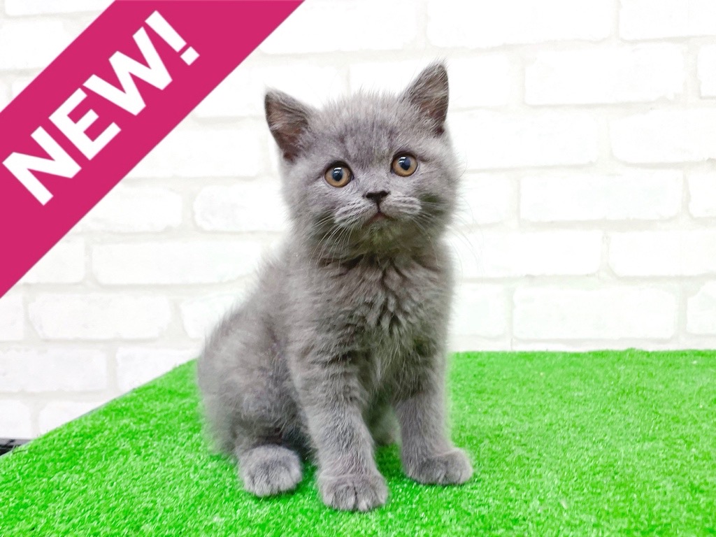 東京都のスコティッシュフォールド (かねだい立川店/2025年10月23日生まれ/男の子/ブルー)の子猫の1枚目の画像