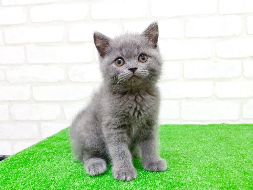 東京都のスコティッシュフォールド (かねだい立川店/2025年10月23日生まれ/男の子/ブルー)の子猫の2枚目の画像