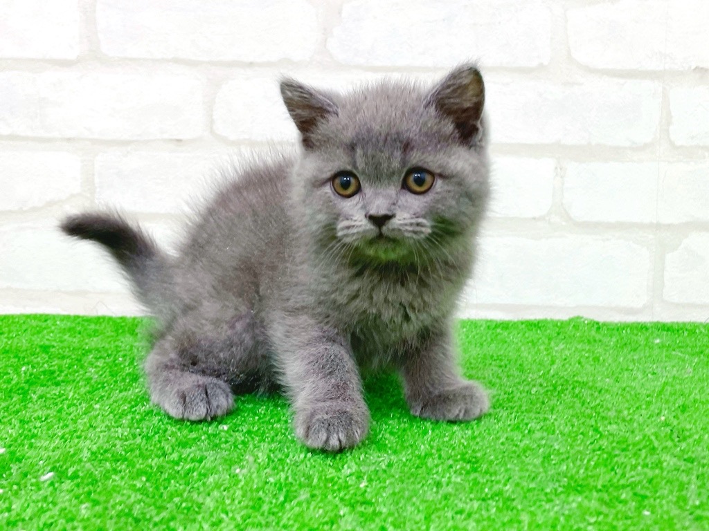 東京都のスコティッシュフォールド (かねだい立川店/2025年10月23日生まれ/男の子/ブルー)の子猫の3枚目の画像