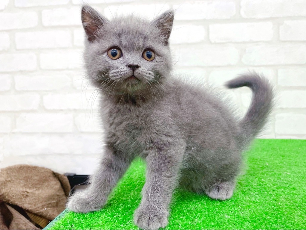 東京都のスコティッシュフォールド (かねだい立川店/2025年10月23日生まれ/男の子/ブルー)の子猫の4枚目の画像
