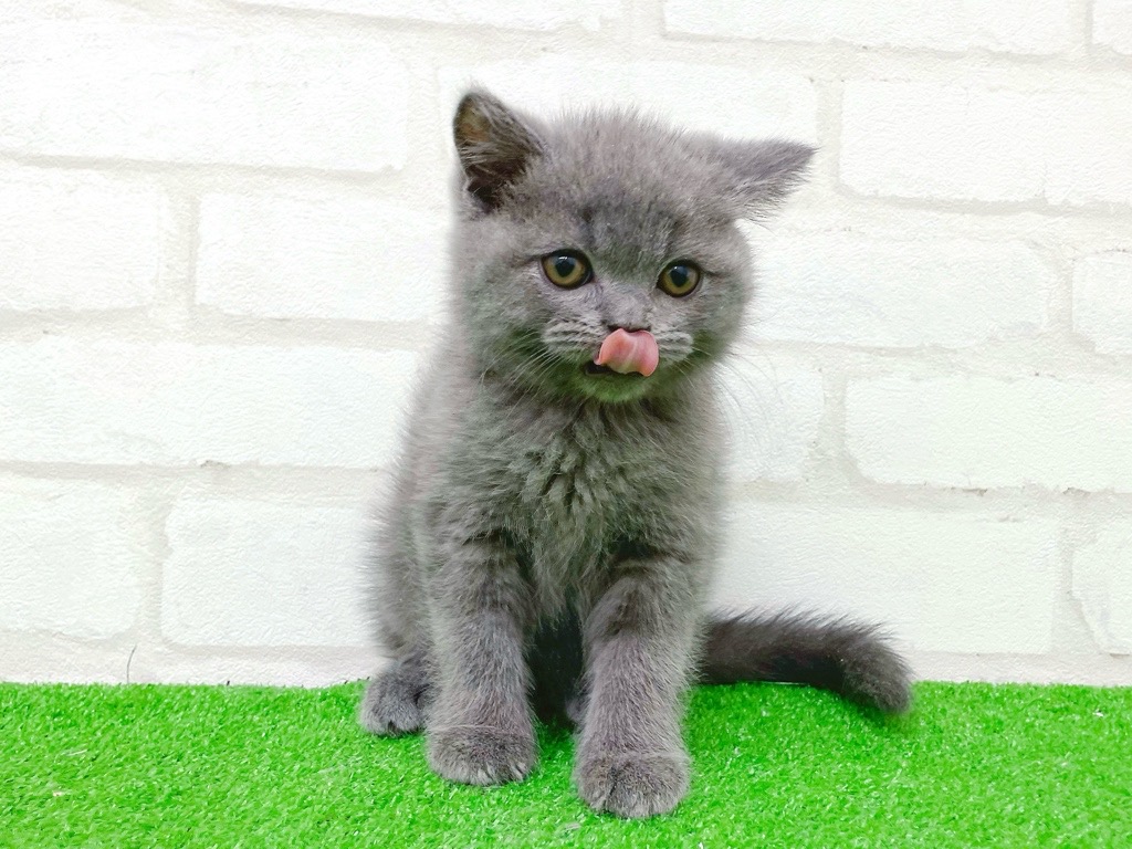 東京都のスコティッシュフォールド (かねだい立川店/2025年10月23日生まれ/男の子/ブルー)の子猫の4枚目の画像