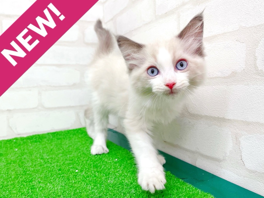 東京都のラグドール (かねだい立川店/2025年10月21日生まれ/男の子/ブルーポイントバイカラー)の子猫の1枚目の画像