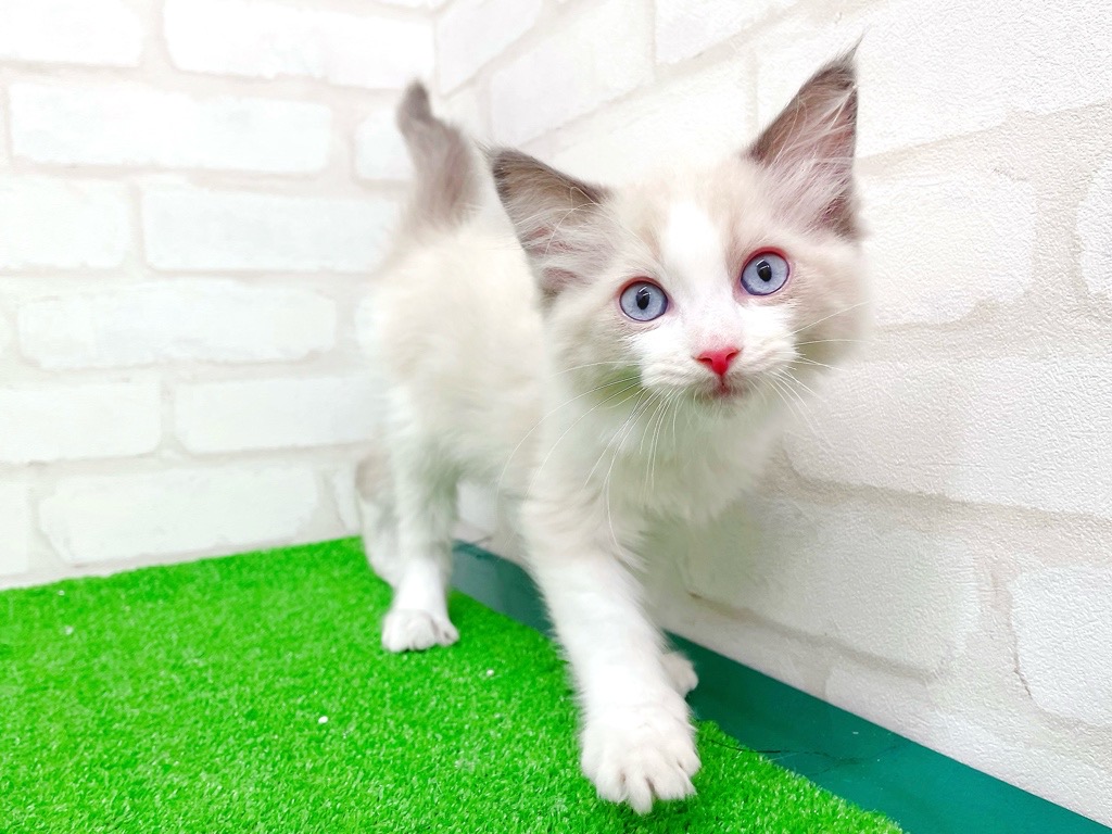 東京都のラグドール (かねだい立川店/2025年10月21日生まれ/男の子/ブルーポイントバイカラー)の子猫の2枚目の画像