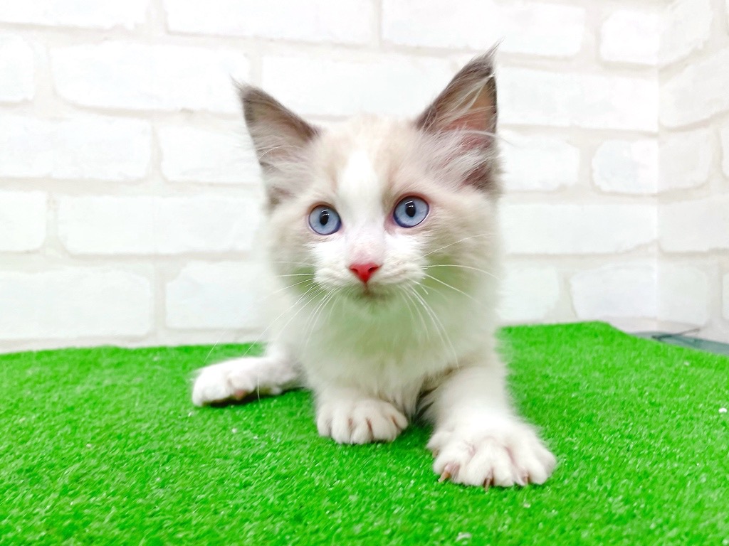 東京都のラグドール (かねだい立川店/2025年10月21日生まれ/男の子/ブルーポイントバイカラー)の子猫の3枚目の画像