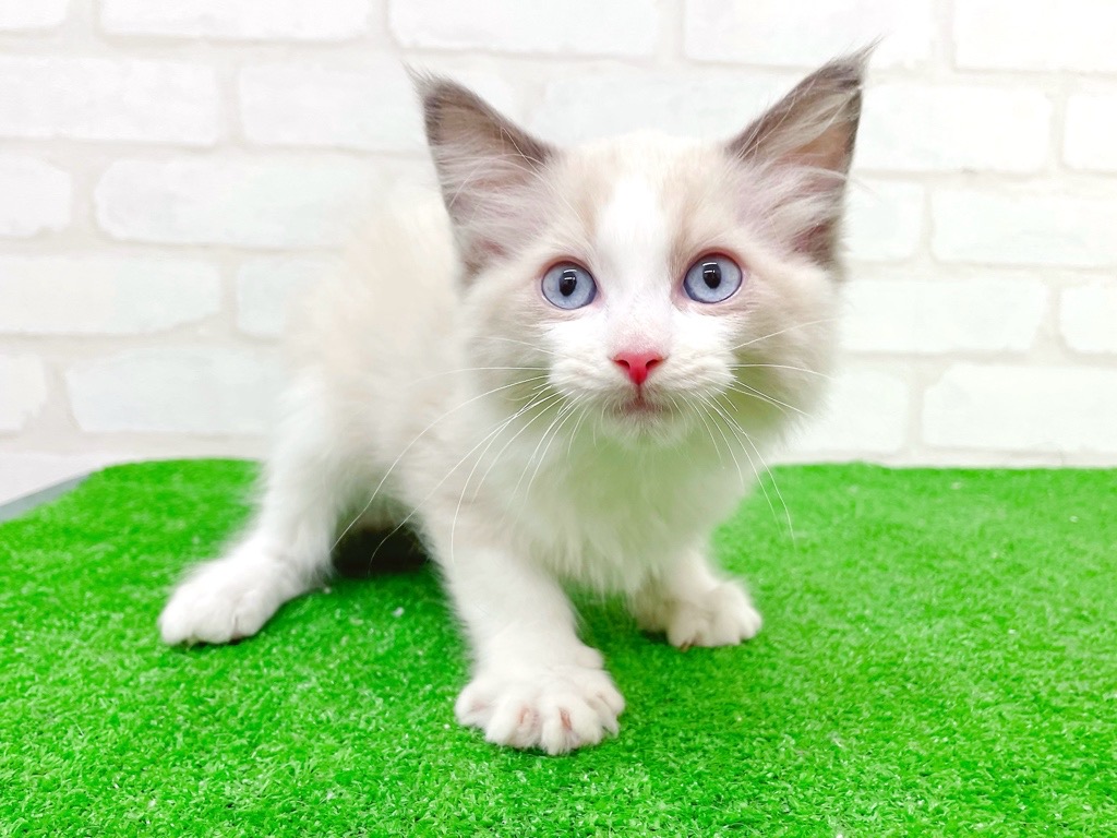 東京都のラグドール (かねだい立川店/2025年10月21日生まれ/男の子/ブルーポイントバイカラー)の子猫の4枚目の画像