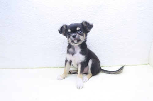 神奈川県のチワワ(ロング) (かねだい海老名店/2025年10月23日生まれ/男の子/ブラックタンホワイト)の子犬