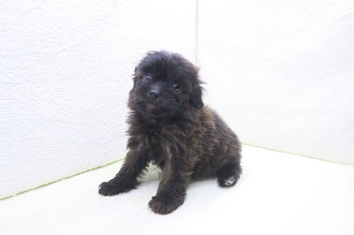 神奈川県のポメプー(ポメラニアン×プードル) (かねだい海老名店/2025年10月26日生まれ/女の子/ブリンドル)の子犬