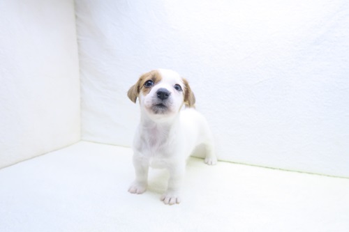 神奈川県のジャックラッセルテリア (かねだい海老名店/2025年10月26日生まれ/女の子/ホワイトタン)の子犬