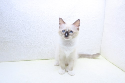 神奈川県のラグドール (かねだい海老名店/2025年10月22日生まれ/女の子/シールポイントミテッド)の子猫