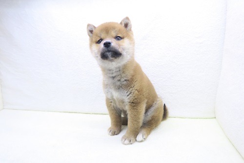 神奈川県の柴犬(標準サイズ) (かねだい海老名店/2025年10月23日生まれ/女の子/赤)の子犬