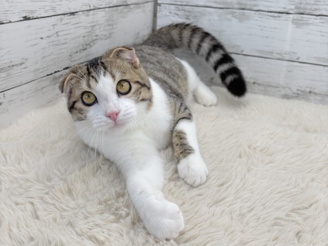 価格の安い☆【里親募集中】元気いっぱい！スコティッシュ×トイガー