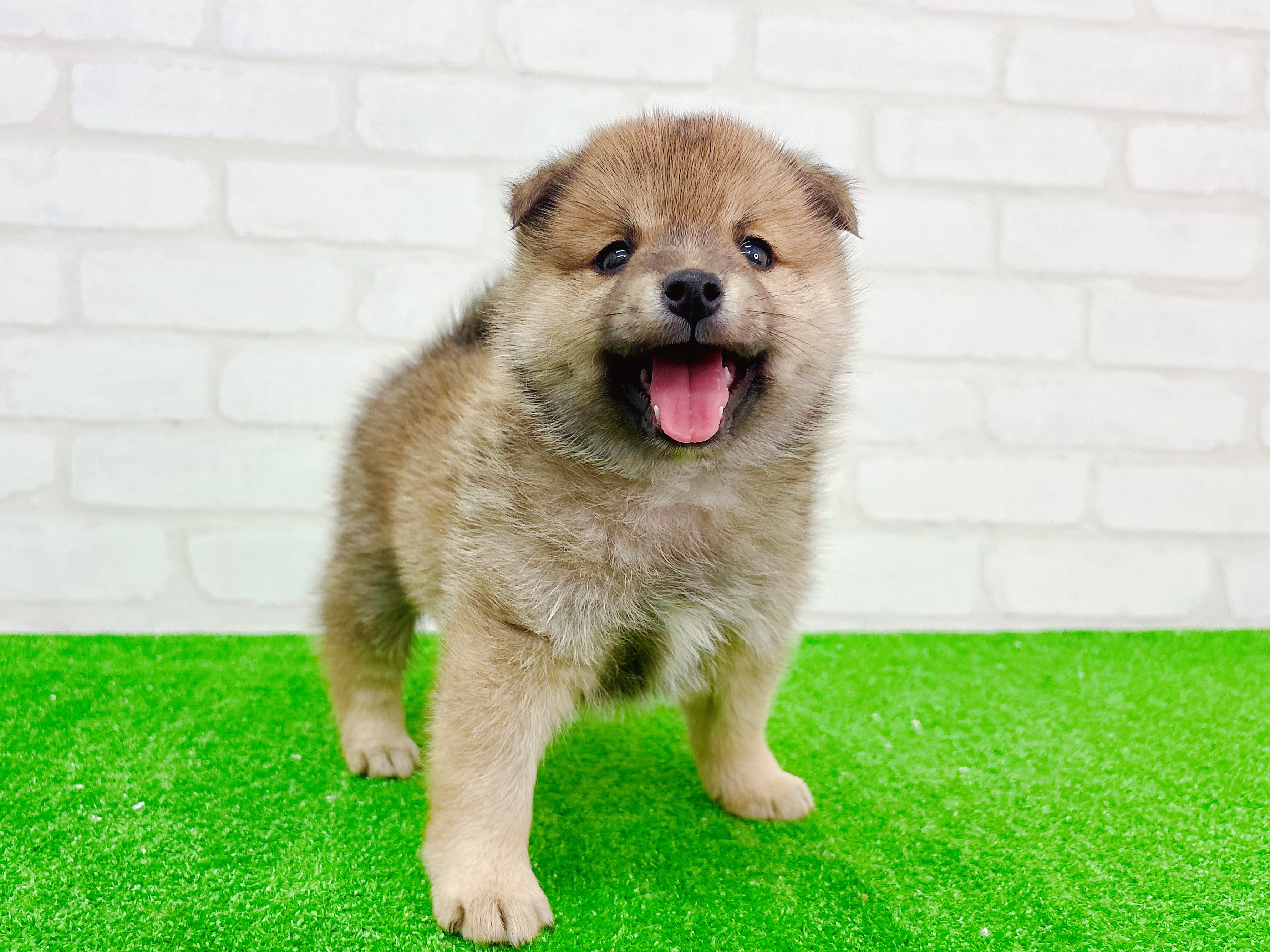 東京都のポメ柴/豆ポメ/ポメ豆柴(ポメラニアン×柴犬) (かねだい立川店/2025年10月25日生まれ/男の子/赤)の子犬の2枚目の画像