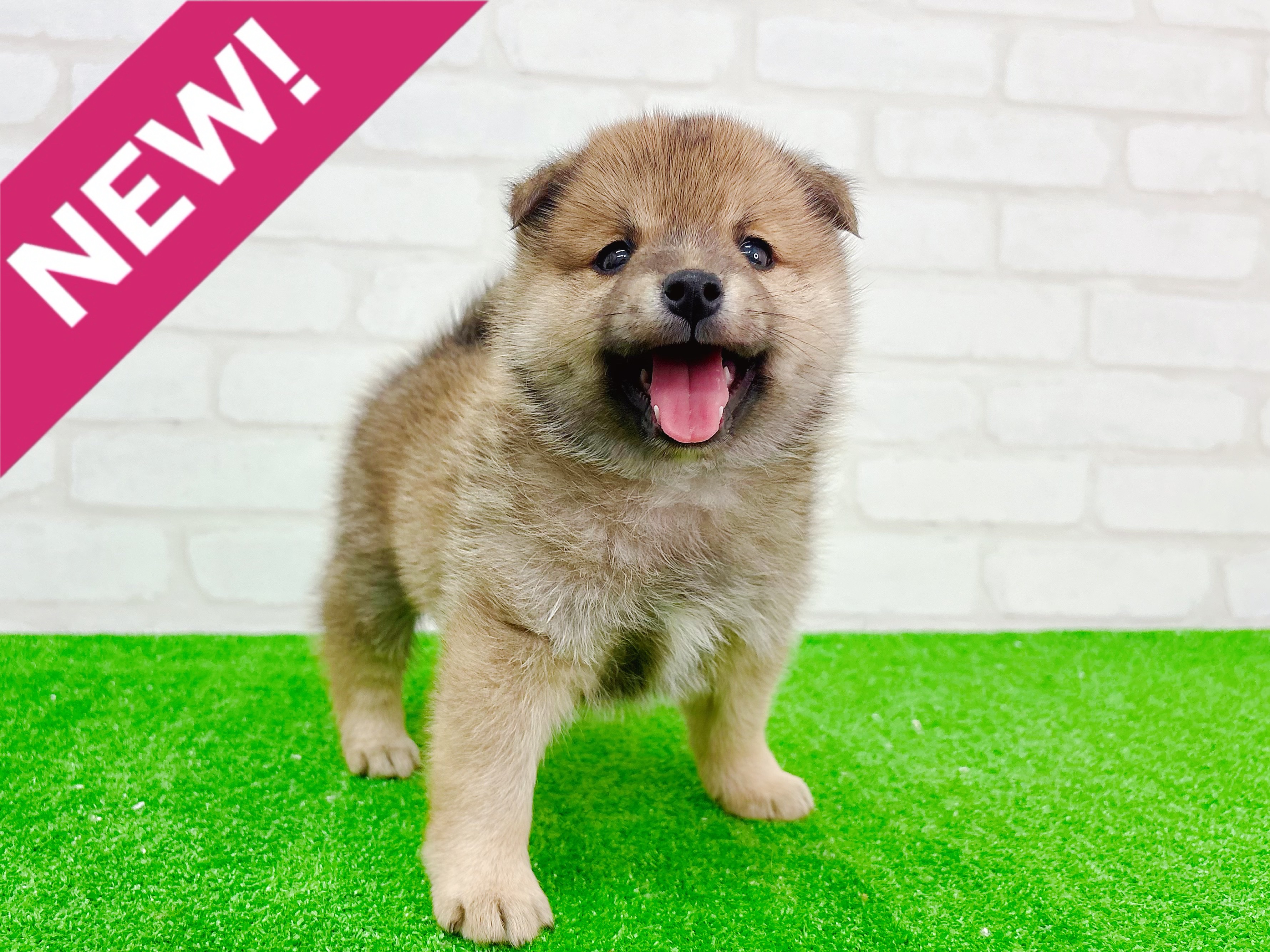 東京都のポメ柴/豆ポメ/ポメ豆柴(ポメラニアン×柴犬) (かねだい立川店/2025年10月25日生まれ/男の子/赤)の子犬の1枚目の画像
