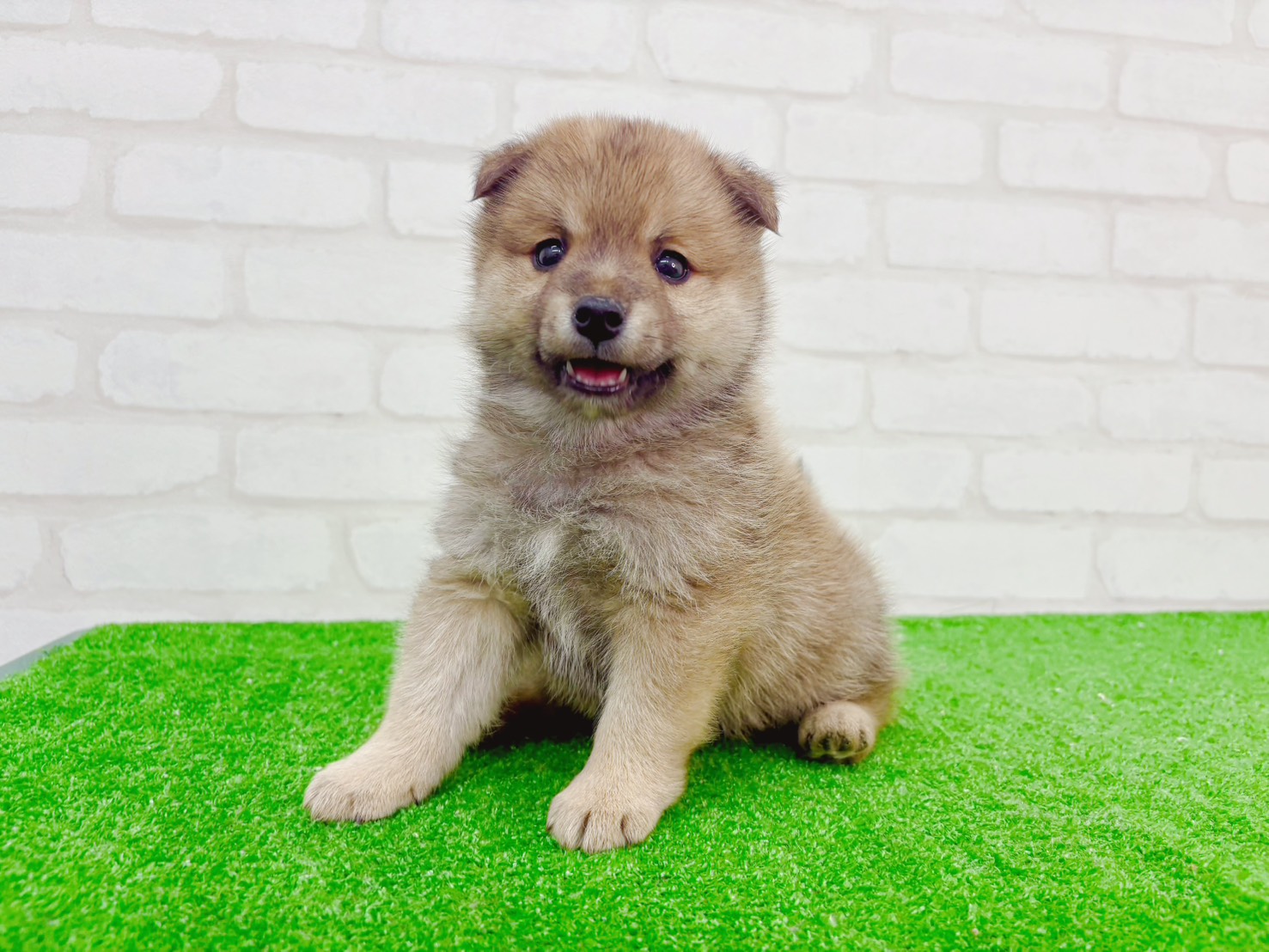 東京都のポメ柴/豆ポメ/ポメ豆柴(ポメラニアン×柴犬) (かねだい立川店/2025年10月25日生まれ/男の子/赤)の子犬の3枚目の画像