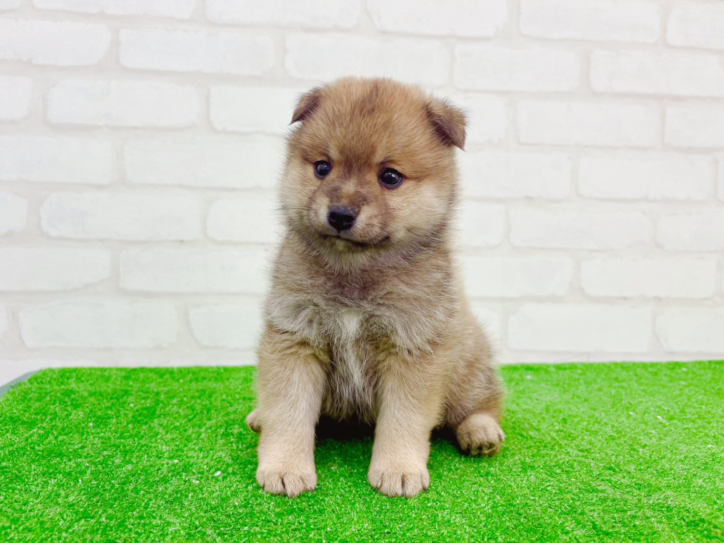 東京都のポメ柴/豆ポメ/ポメ豆柴(ポメラニアン×柴犬) (かねだい立川店/2025年10月25日生まれ/男の子/赤)の子犬の4枚目の画像