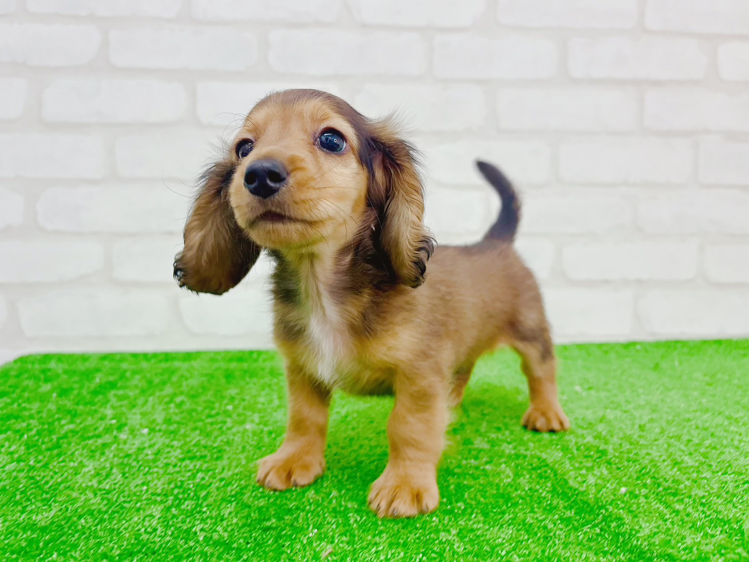 東京都のカニンヘンダックスフンド(ロング) (かねだい立川店/2025年10月13日生まれ/男の子/シェーデットレッド)の子犬の3枚目の画像