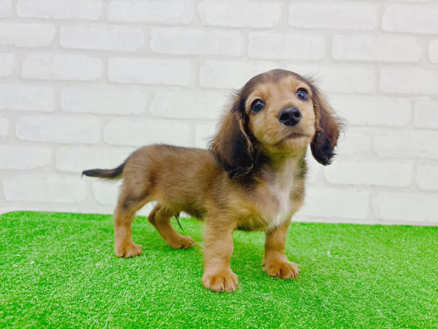 東京都のカニンヘンダックスフンド(ロング) (かねだい立川店/2025年10月13日生まれ/男の子/シェーデットレッド)の子犬の4枚目の画像