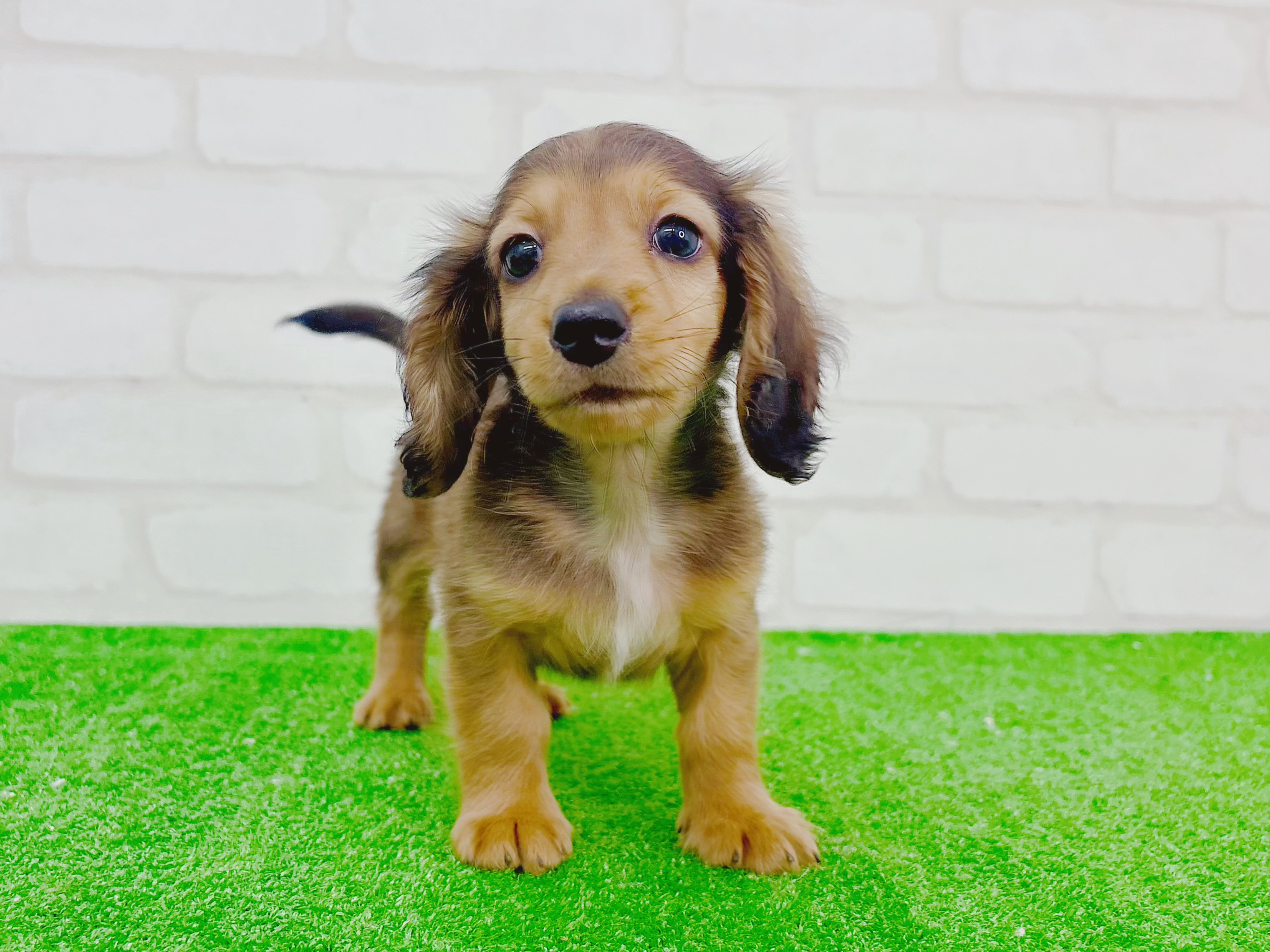 東京都のカニンヘンダックスフンド(ロング) (かねだい立川店/2025年10月13日生まれ/男の子/シェーデットレッド)の子犬の4枚目の画像