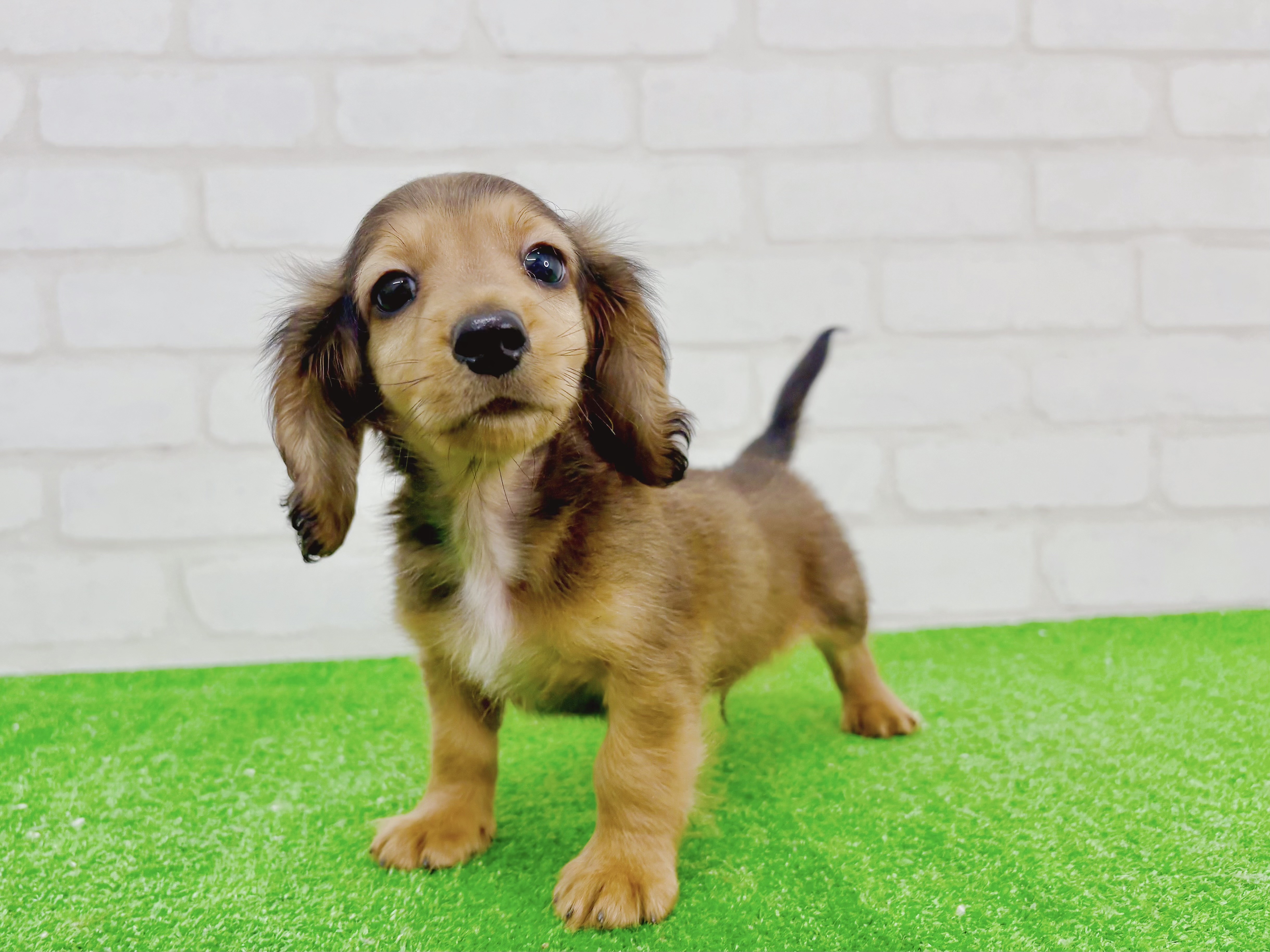 東京都のカニンヘンダックスフンド(ロング) (かねだい立川店/2025年10月13日生まれ/男の子/シェーデットレッド)の子犬の2枚目の画像