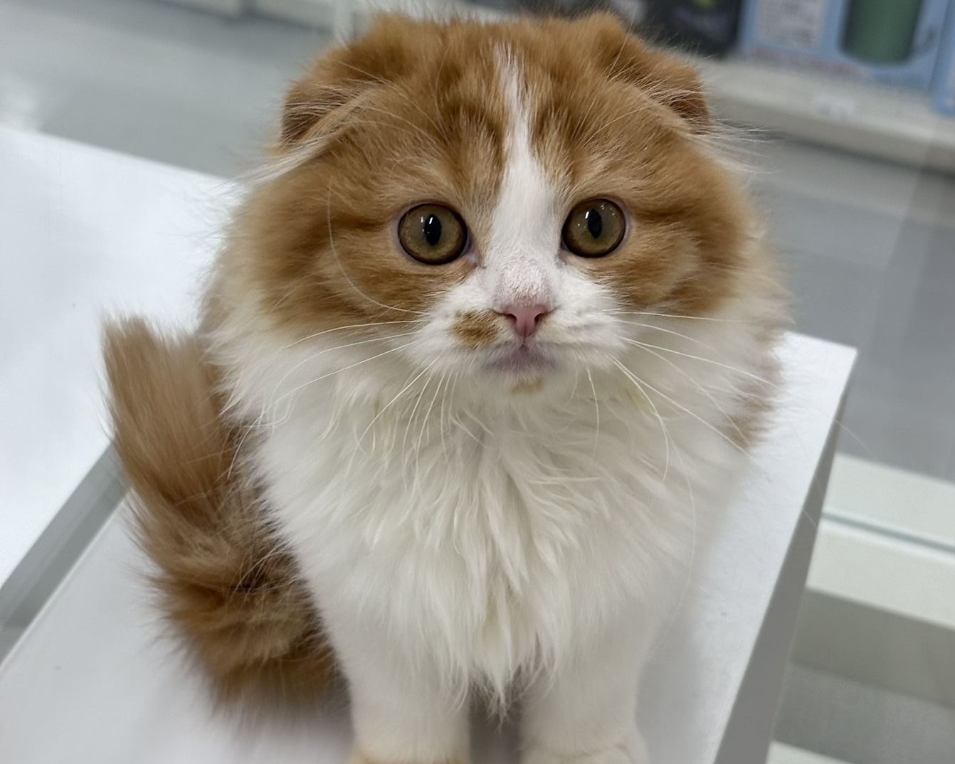 千葉県のスコティッシュフォールド (かねだい千葉店/2025年9月7日生まれ/女の子/レッドタビーホワイト)の子猫の1枚目の画像