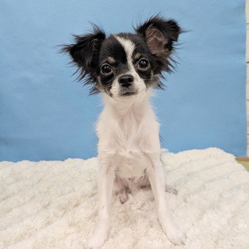 千葉県のチワワ(ロング) (かねだい四街道店/2025年8月3日生まれ/男の子/ブラックタンホワイト)の子犬の2枚目の画像