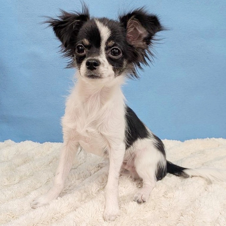 千葉県のチワワ(ロング) (かねだい四街道店/2025年8月3日生まれ/男の子/ブラックタンホワイト)の子犬の4枚目の画像