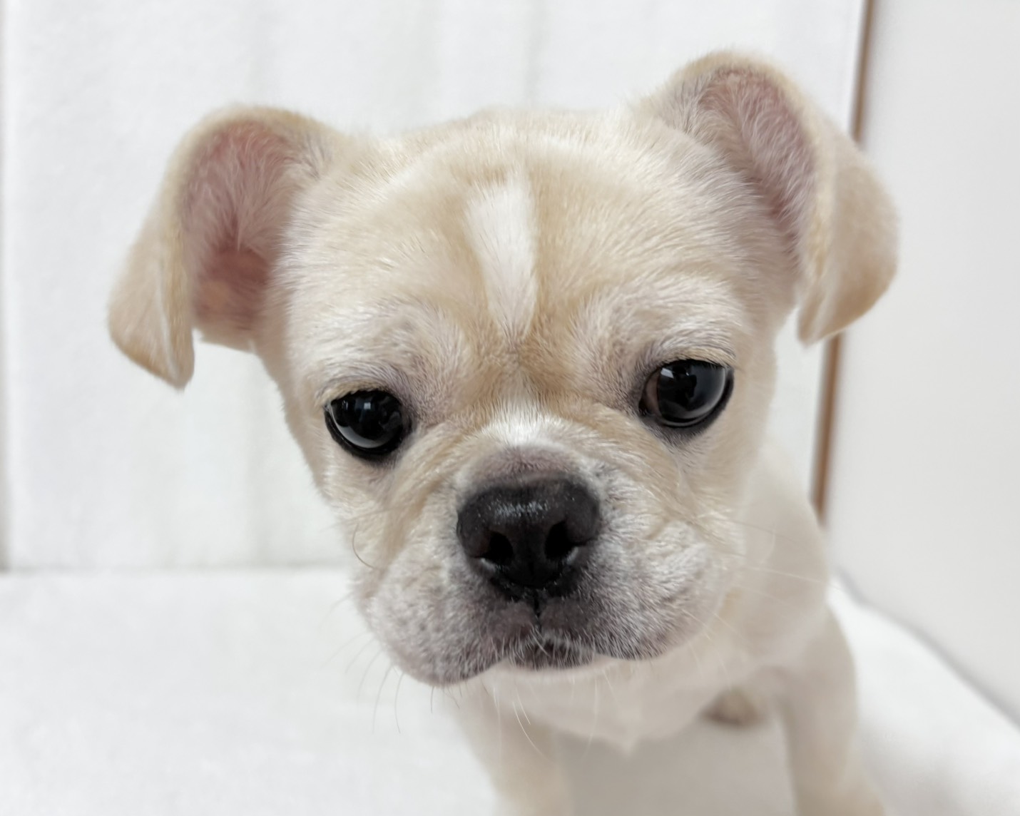 群馬県のペキニーズ×フレンチブルドッグ (かねだいペットトライアル桐生/2025年8月4日生まれ/女の子/ホワイト)の子犬の3枚目の画像