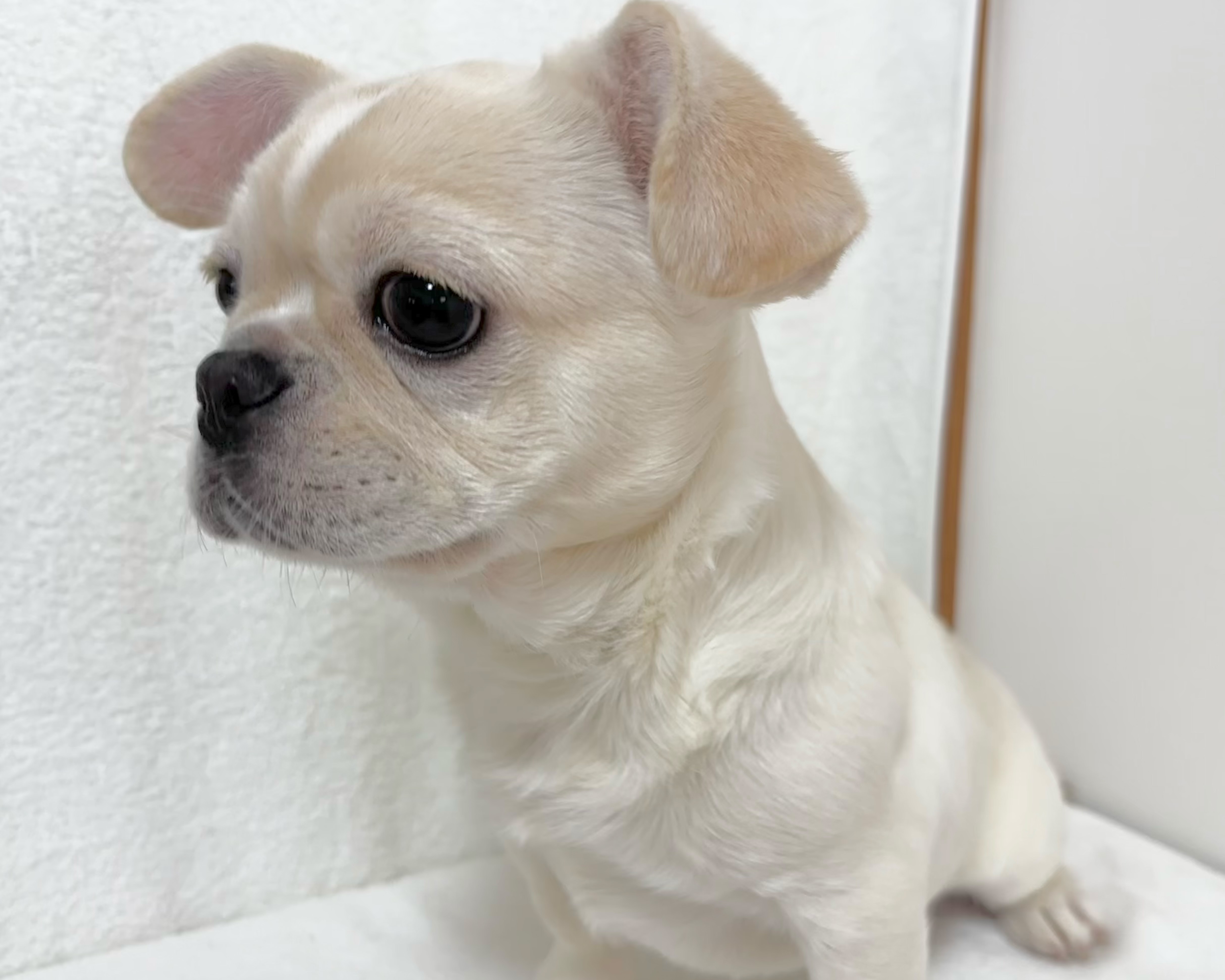 群馬県のペキニーズ×フレンチブルドッグ (かねだいペットトライアル桐生/2025年8月4日生まれ/女の子/ホワイト)の子犬の4枚目の画像