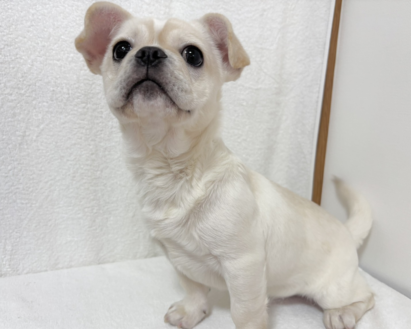 群馬県のペキニーズ×フレンチブルドッグ (かねだいペットトライアル桐生/2025年8月4日生まれ/女の子/ホワイト)の子犬の2枚目の画像