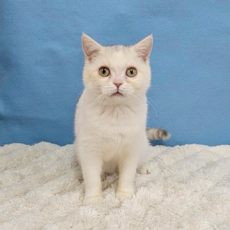 千葉県のブリティッシュショートヘアー (かねだい四街道店/2025年8月30日生まれ/女の子/ダイリュートキャリコ)の子猫の1枚目の画像