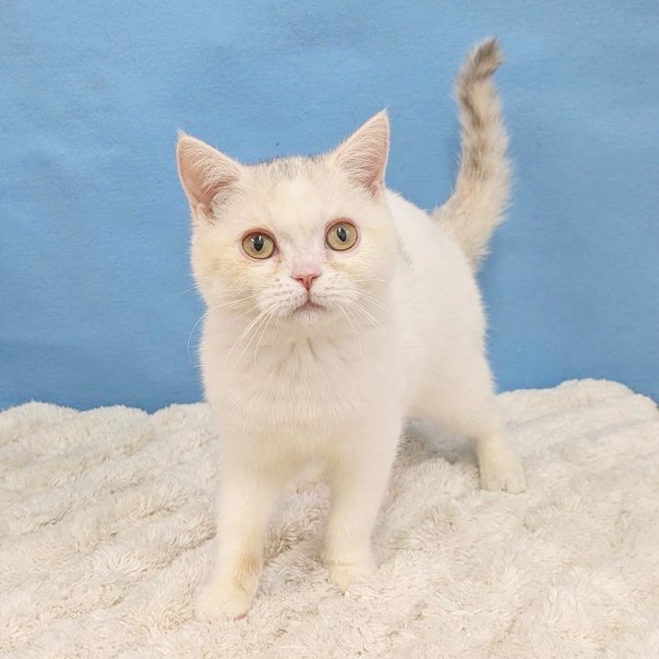 千葉県のブリティッシュショートヘアー (かねだい四街道店/2025年8月30日生まれ/女の子/ダイリュートキャリコ)の子猫の2枚目の画像