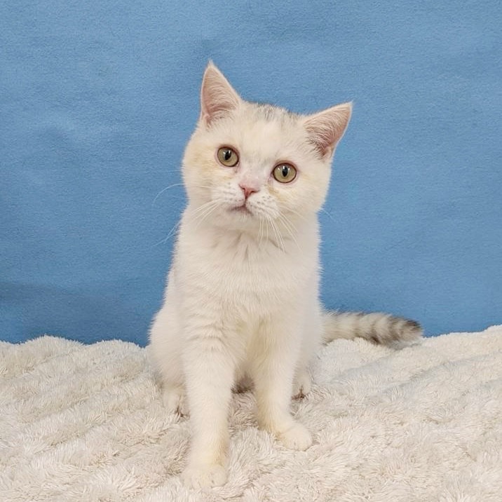 千葉県のブリティッシュショートヘアー (かねだい四街道店/2025年8月30日生まれ/女の子/ダイリュートキャリコ)の子猫の3枚目の画像