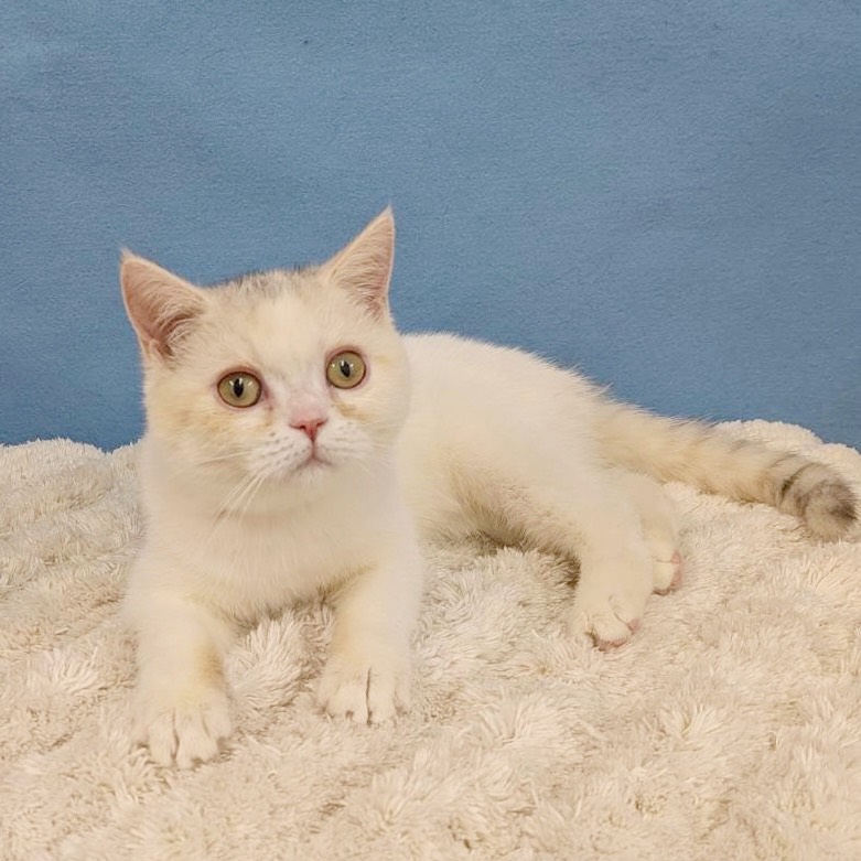 千葉県のブリティッシュショートヘアー (かねだい四街道店/2025年8月30日生まれ/女の子/ダイリュートキャリコ)の子猫の4枚目の画像