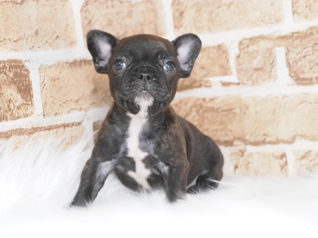 埼玉県のフレンチブルドッグ (かねだい戸田店/2025年10月27日生まれ/男の子/ブリンドル)の子犬