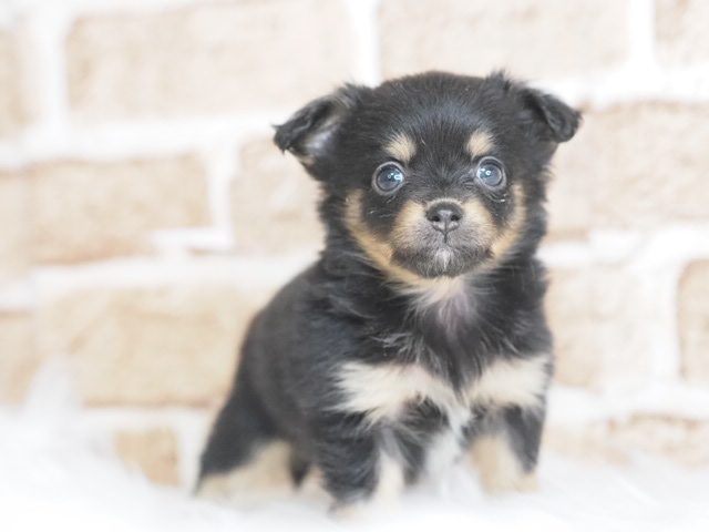 埼玉県のチワックス(チワワ×ダックス) (かねだい戸田店/2025年10月27日生まれ/女の子/ブラックタン)の子犬