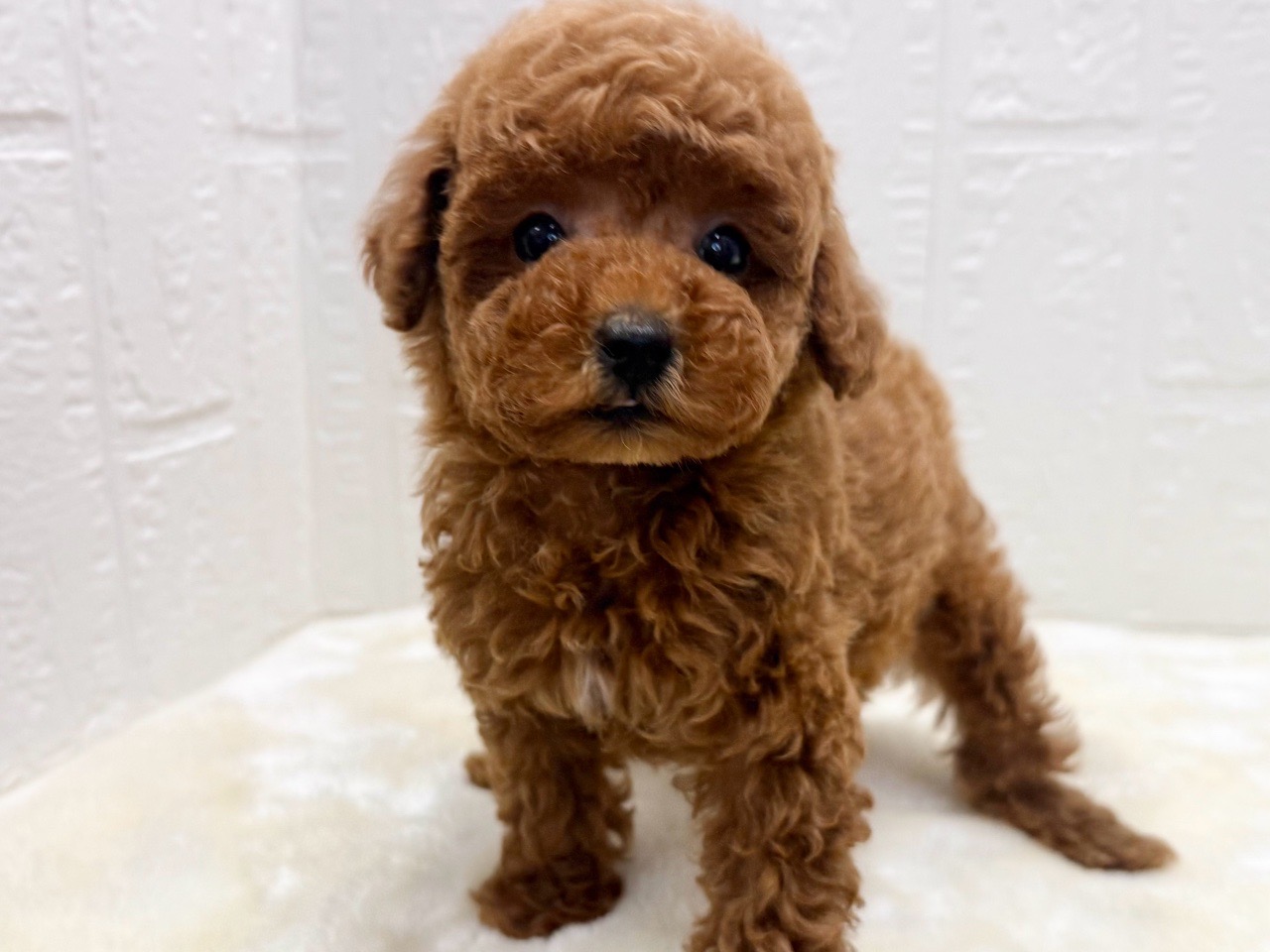 東京都のトイプードル(トイ) (かねだい青梅店/2025年10月26日生まれ/男の子/レッド)の子犬の2枚目の画像