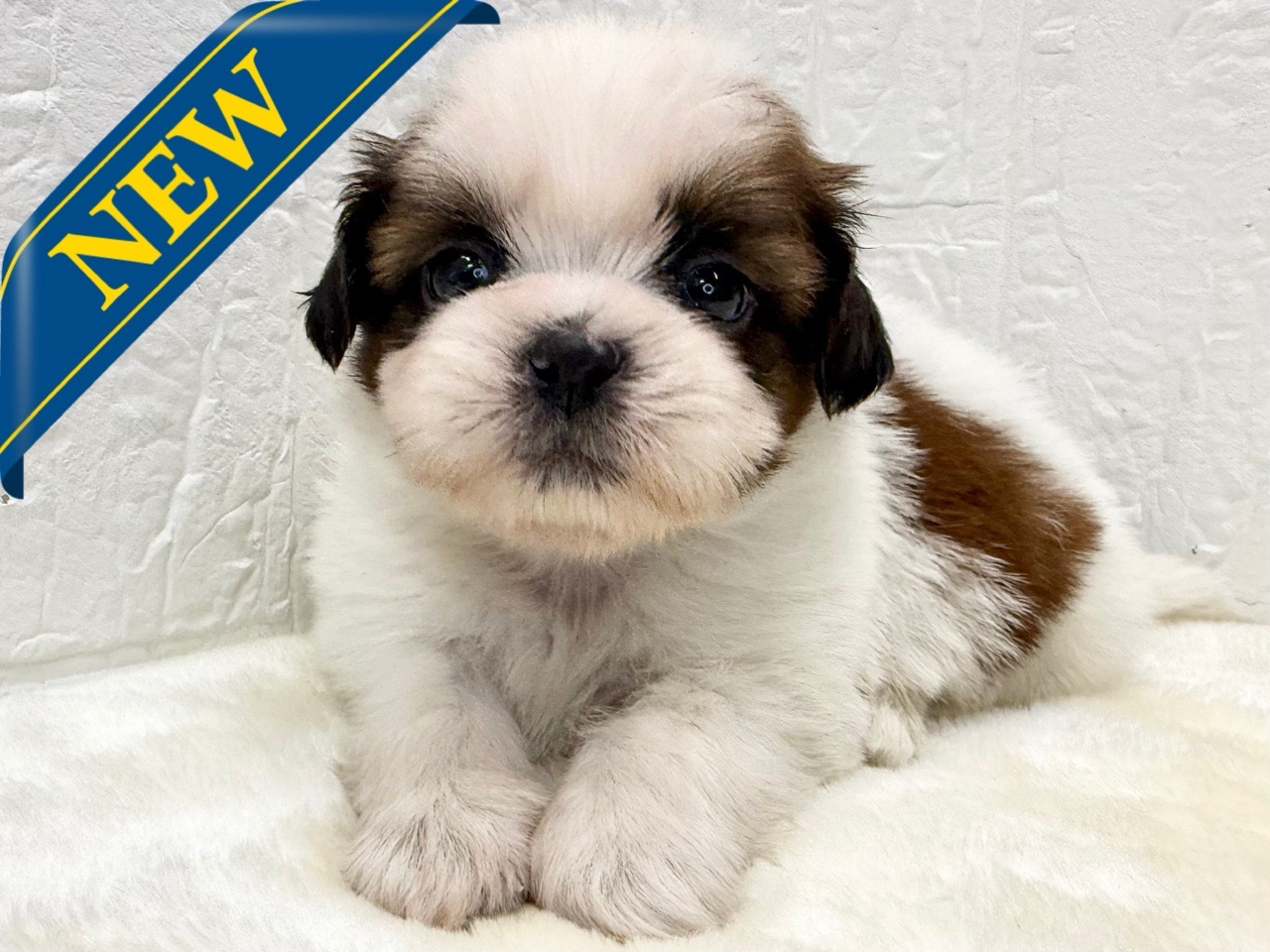 東京都のシーズー (かねだい青梅店/2025年10月28日生まれ/男の子/ホワイトゴールド)の子犬の1枚目の画像