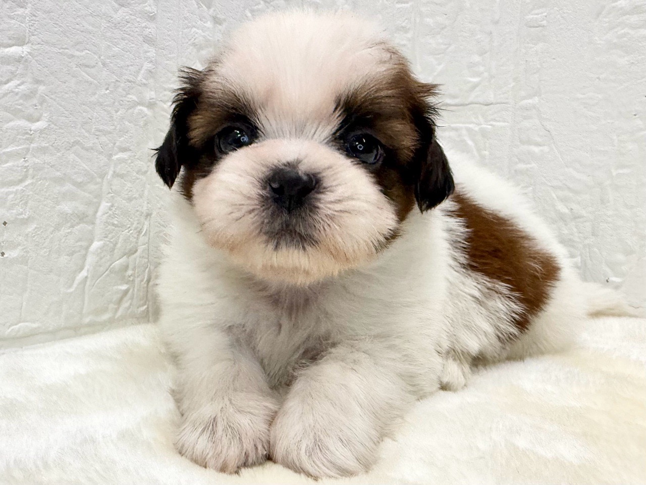 東京都のシーズー (かねだい青梅店/2025年10月28日生まれ/男の子/ホワイトゴールド)の子犬の2枚目の画像