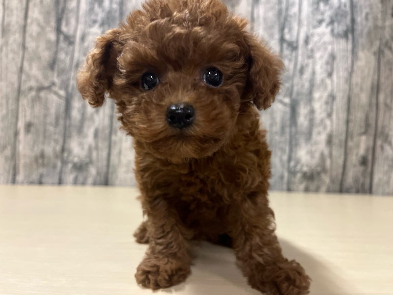 埼玉県のトイプードル(トイ) (かねだいアクアパーク店/2025年10月28日生まれ/男の子/レッド)の子犬