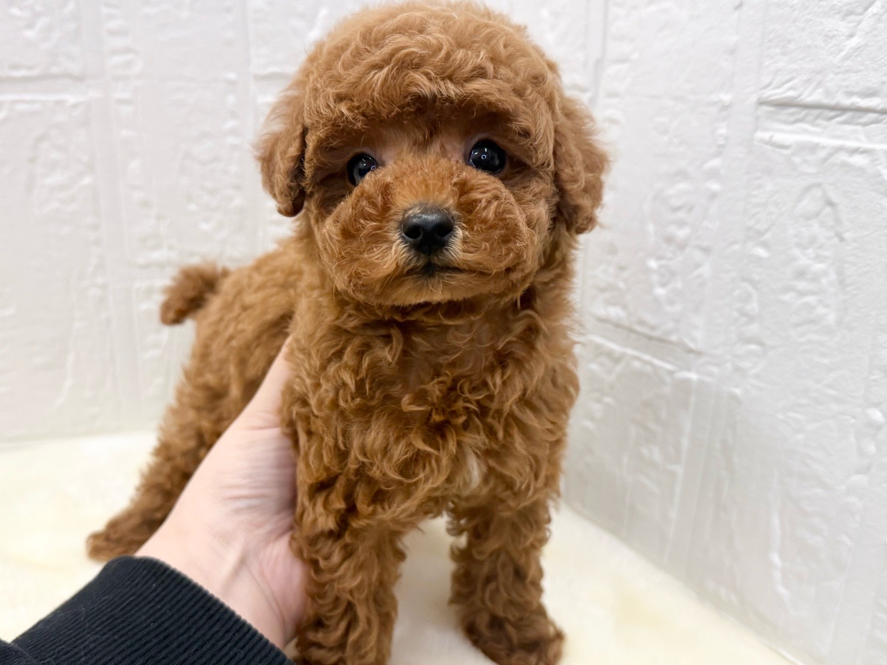 東京都のトイプードル(トイ) (かねだい青梅店/2025年10月26日生まれ/男の子/レッド)の子犬の3枚目の画像